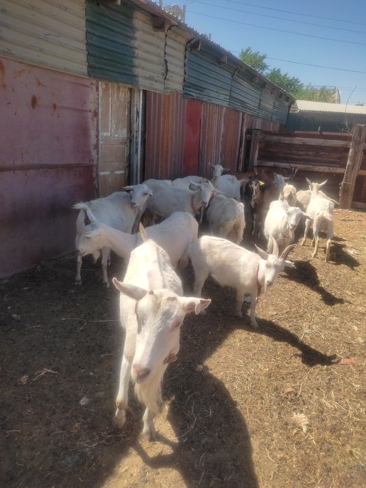 Заанен ешкілері сатылады