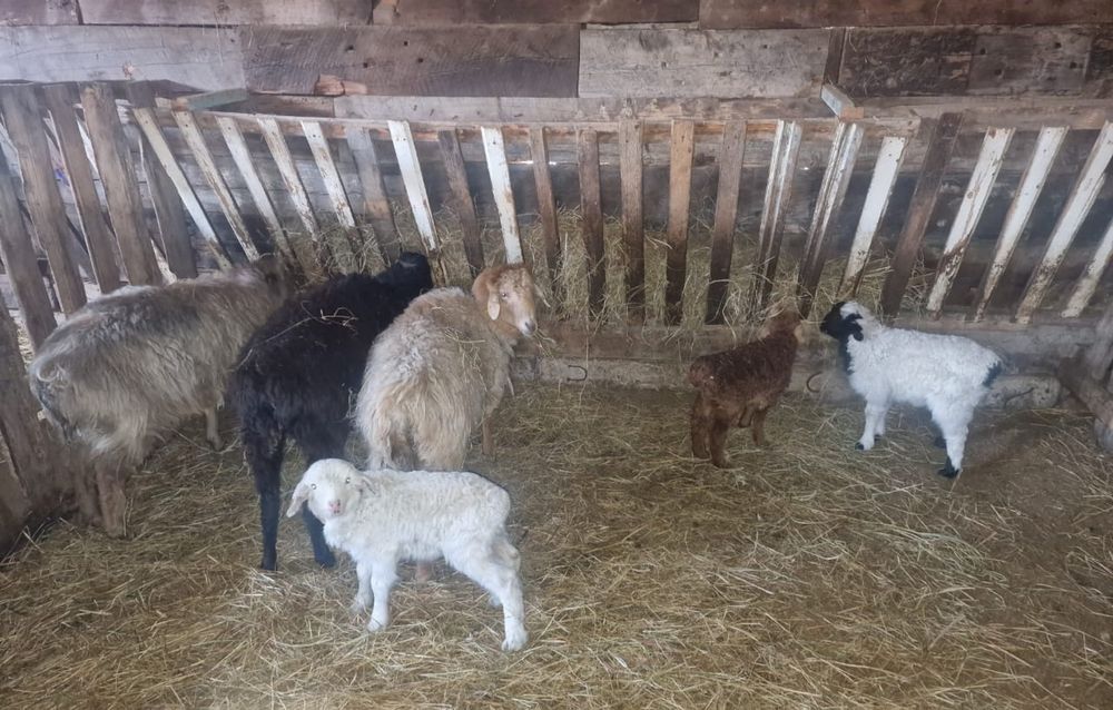 Малдануға  3 Қозылы қой сатам