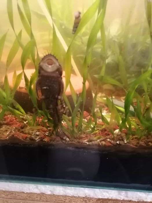 Мъжки анциструси - летящи сомчета