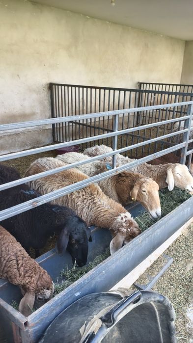 Арашан саулыктар сатылады