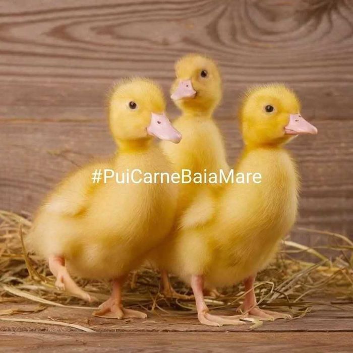 Pui de carne , pui de rasa mixta , puicute ouatoare si boboci de rata