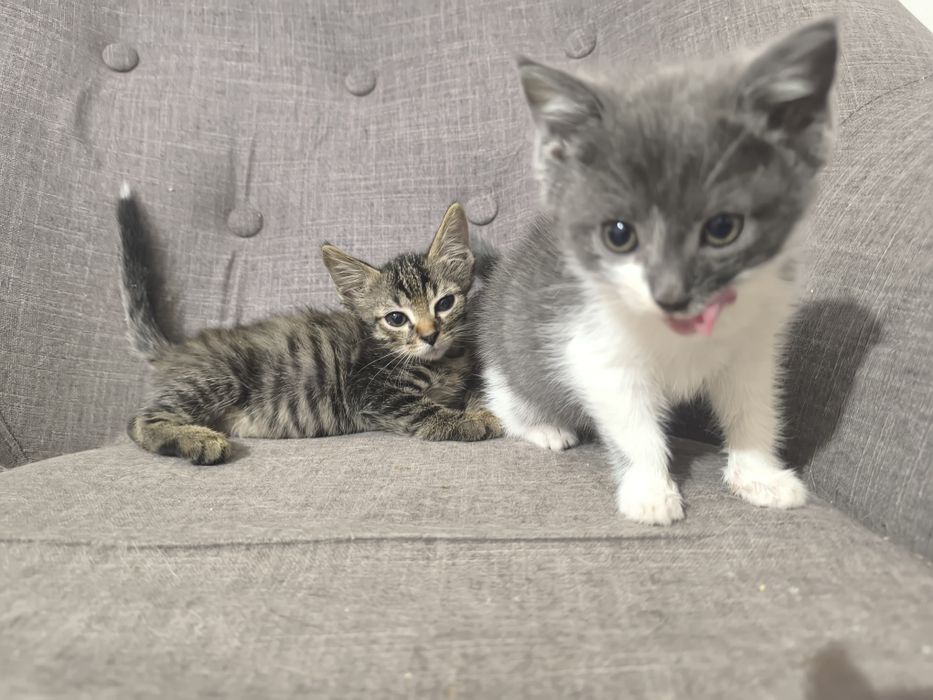 Котенок в поиске дома