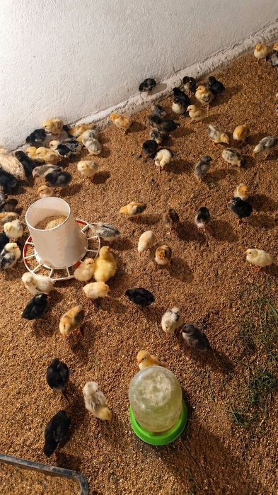 Цыплята домашние