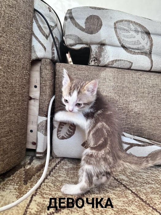 Отдам котят в добрые руки