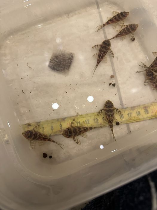 Номерные сомы L 333 Gold