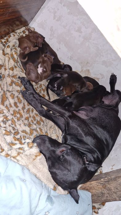 Продам Щенков Питбуля!