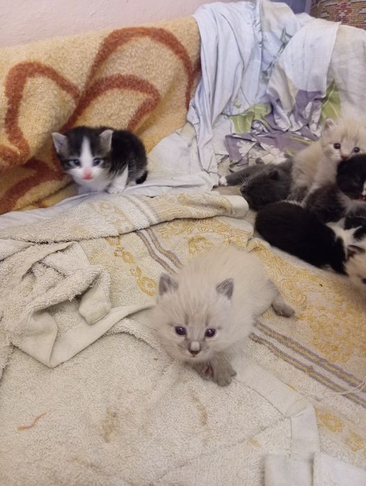 Отдам котят в добрые руки