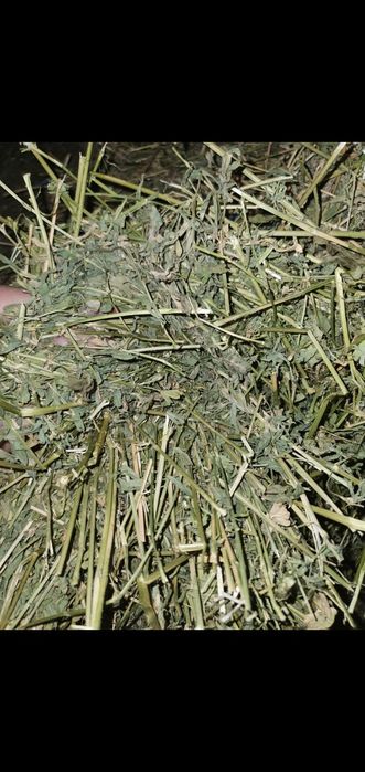 Baloti de lucerna ,baloti lucerna ,vând baloti de luterna ,ofer transp