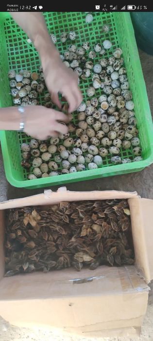 БЕДАНА  гиганд..