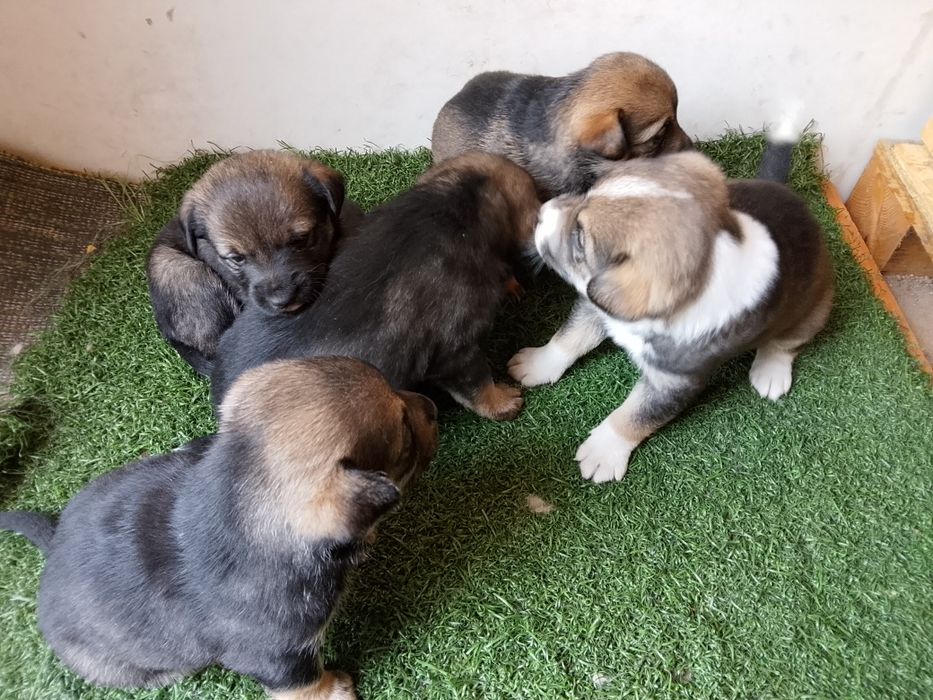 щенки, скоро им 1месяц