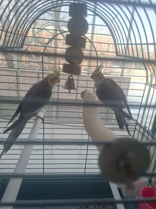 Продам парочку попугаев Корелла