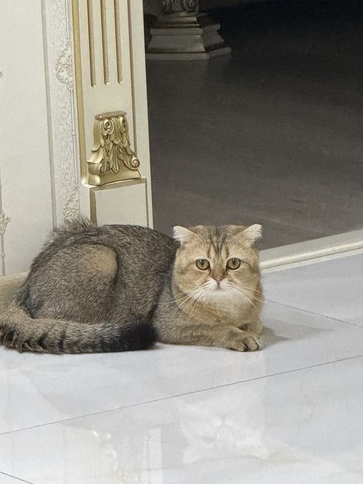 Вязка залатистый британский шиншилла