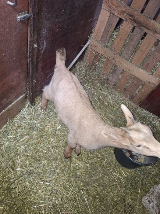 Iedute sannen cu alpina!