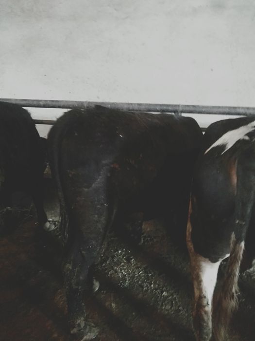 Семіз бұқалар сатылады