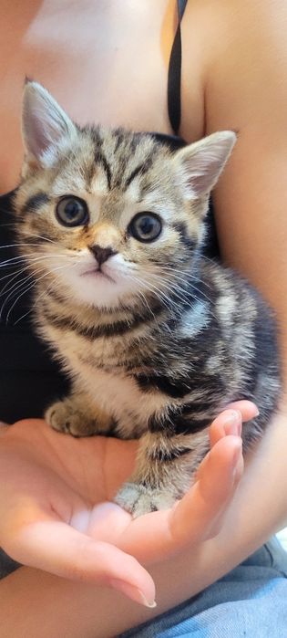 Продается котенок,девочка-шотландка.