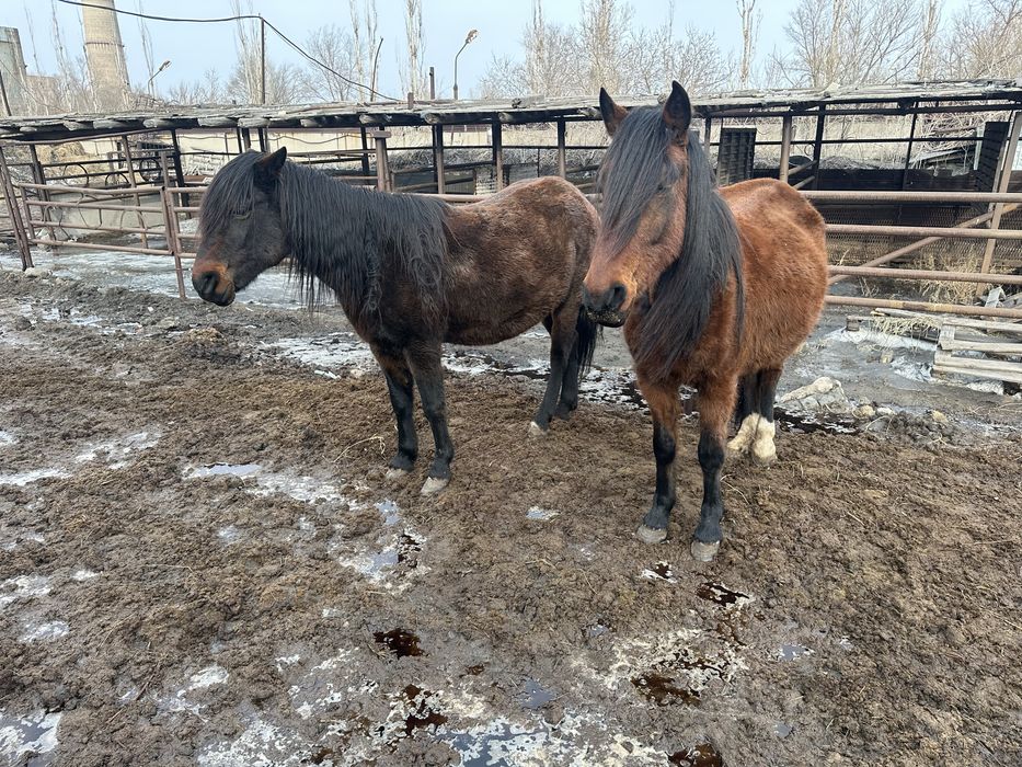 Продам 3 жеребых кобыл