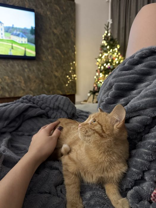 Отдам кошечку в добрые руки