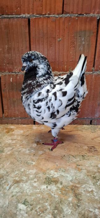 Porumbei king de vanzare