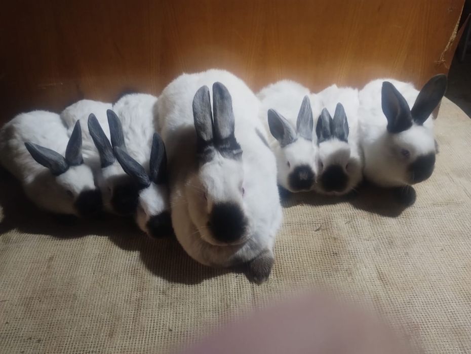 Vând iepuri californian