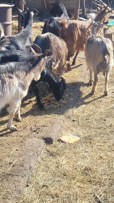 Capre cu iezii  mari