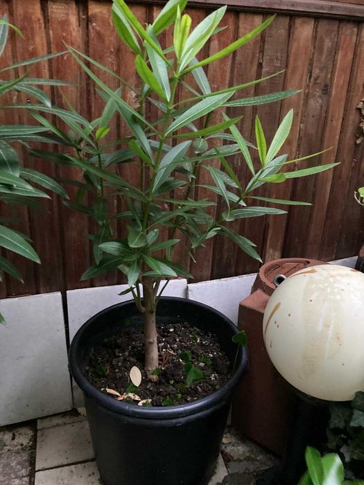 Закуми цветя в саксии 1.20-1.60