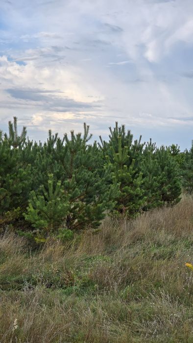 Сосна обычная крымская