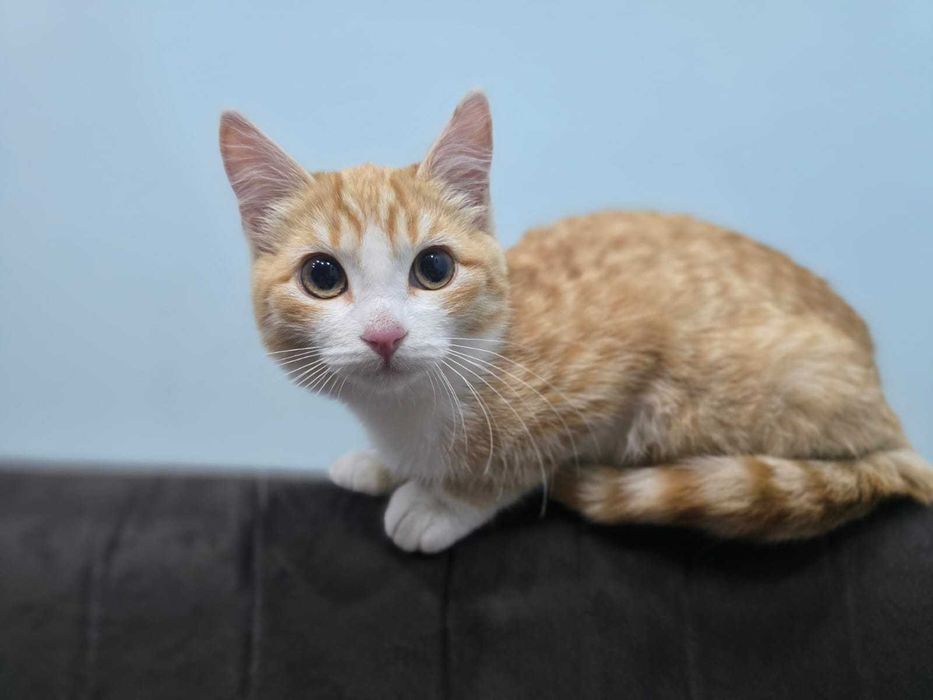 Котенок девочка отдам.