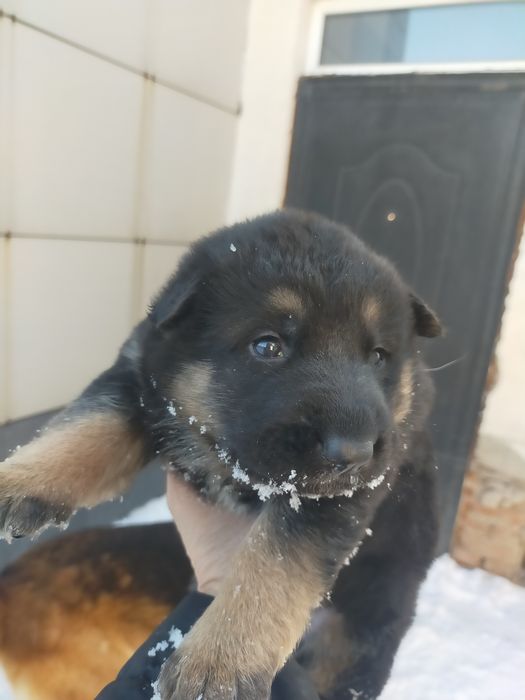 Щенки Немецкой овчарки