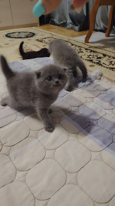 Продаётся котята