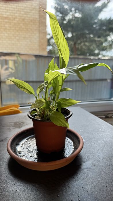 Цветы разные.