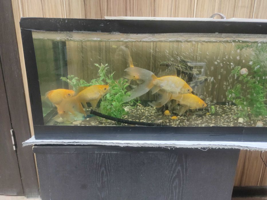 Аквариум и аквариумные рыбки