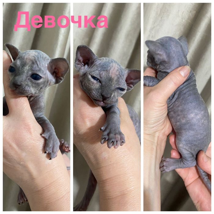 Бронь на Канадских сфинксов и эльфов