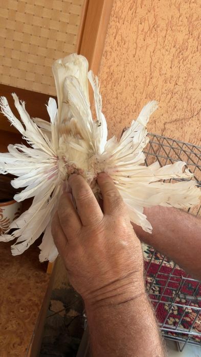 Голубь молодой Гульбадам