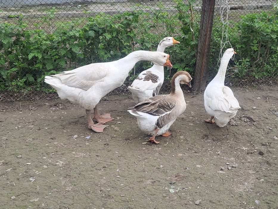 Яйца гусинные ищ под крупных породистых гусей