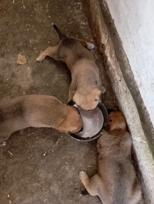 Продам котят,щкнков
