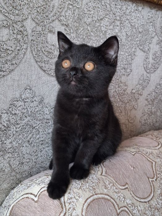 Кошечка британка,  3 мес