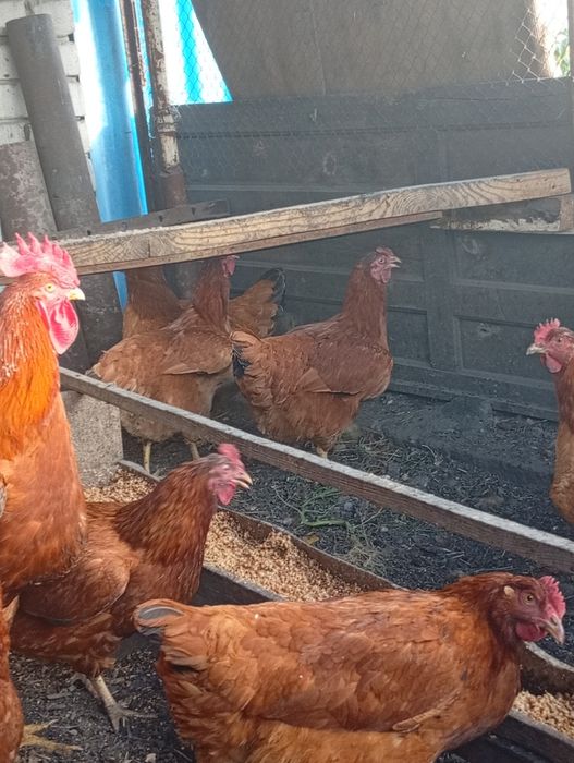 Продам курочек и петушков