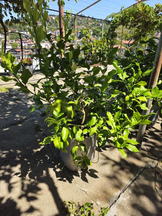 Лимоново дръвче плододаващо - различни размери