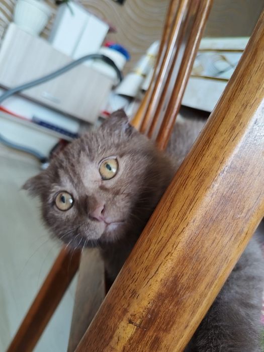 Шотландский веслоух