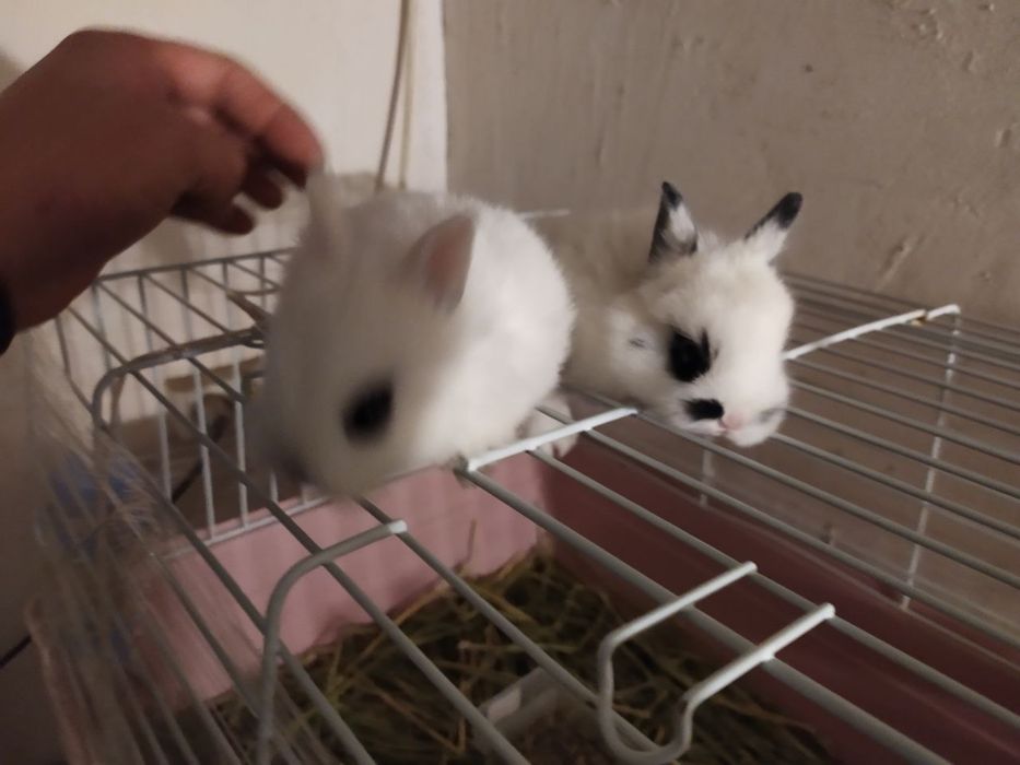 dekarativni  karlik quyonlar 300somdan