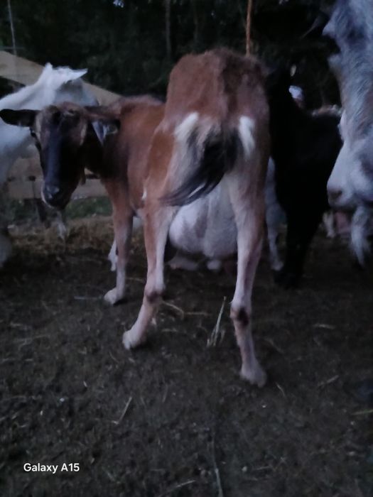 Capre de vânzare bune de lapte.  zane    alpina.   20 de bucăți  450