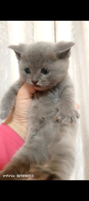 Paroʼdali mushukla sotiladi