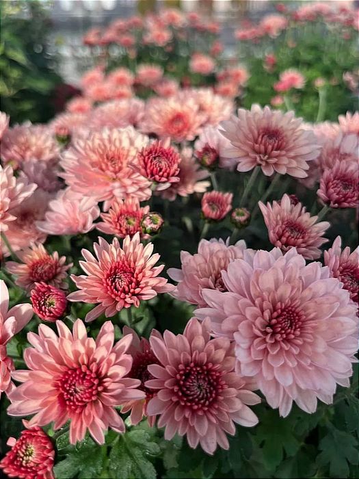 Хризантема мультифлора