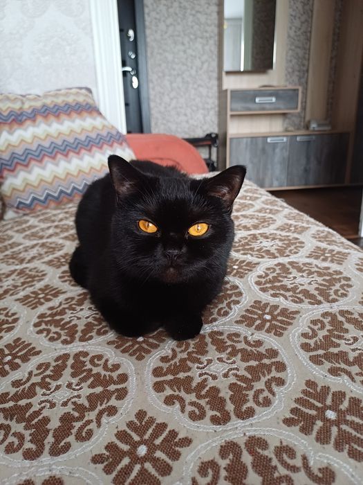 Кошечка британка,  3 мес