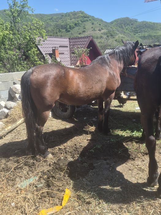2 cai buni de vanzare