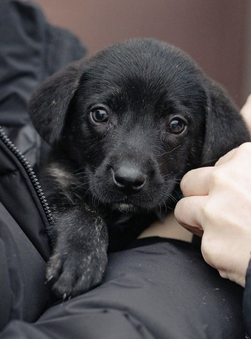 Малыши в добрые руки, возраст 2 месяца