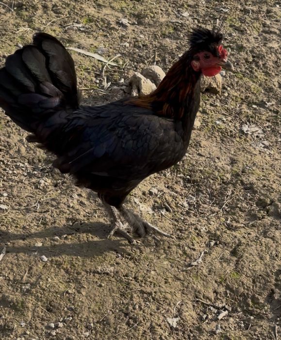 Horozla sotila tovulani bosvoti