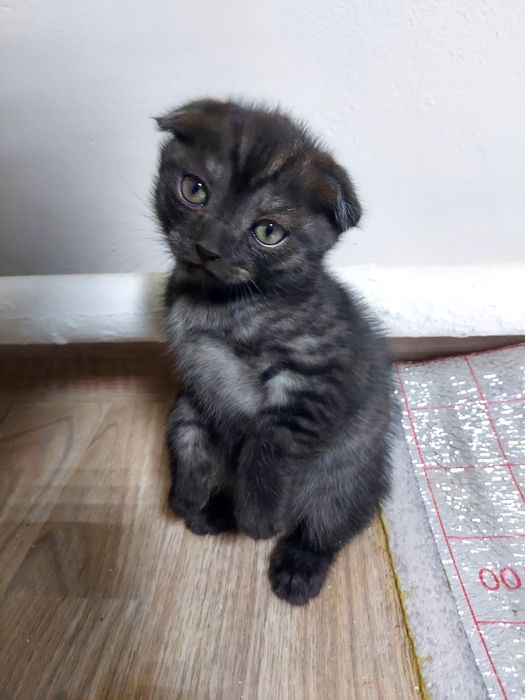 Котенок шотладнский вислоухий