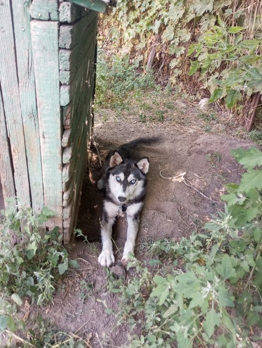 Кой айдайтын кушык хаски