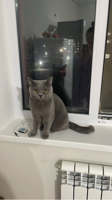 Продам британского кота